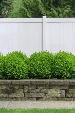 Dwarf English Boxwood - 2 Gallon Pot 8 Dwarf English Boxwood - 2 Gallon Pot -Plant Promotion Store Boxwood Dwarf English 3