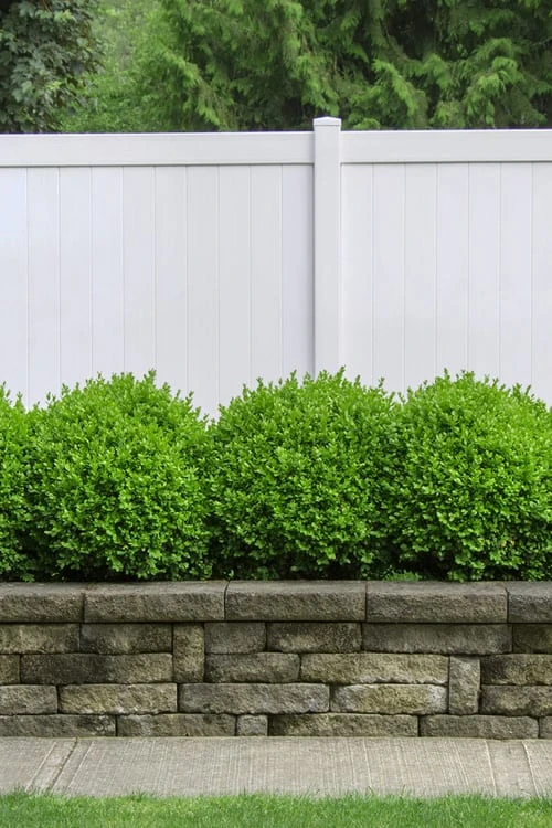 Dwarf English Boxwood - 2 Gallon Pot 4 Dwarf English Boxwood - 2 Gallon Pot - Image 4