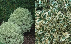 Dwarf Variegated Boxwood - 3 Gallon Pot 9 Dwarf Variegated Boxwood - 3 Gallon Pot -Plant Promotion Store Boxwood Dwarf Variegated 50 2
