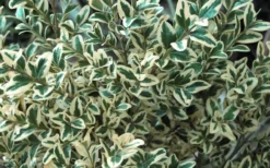 Dwarf Variegated Boxwood - 1 Gallon Pot -Plant Promotion Store Boxwood Dwarf Variegated 51 1