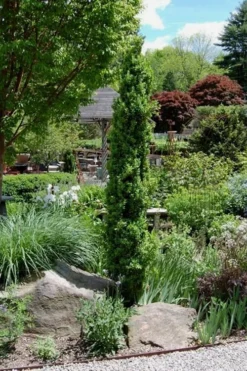 Graham Blandy Columnar Boxwood - 6 Pack Of 1 Gallon Pots 7 Graham Blandy Columnar Boxwood - 6 Pack Of 1 Gallon Pots -Plant Promotion Store Boxwood Graham Blandy 2