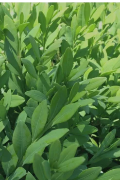 Green Mountain Boxwood - 3 Gallon Pot -Plant Promotion Store Boxwood Green Mountain 12 3