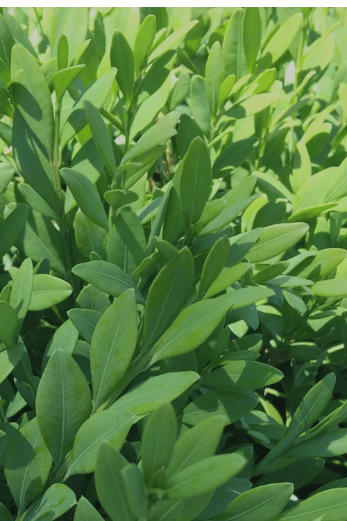 Green Mountain Boxwood - 6 Pack Of 2.5 Quart Pots 6 Green Mountain Boxwood - 6 Pack Of 2.5 Quart Pots - Image 6