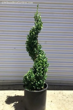 Green Mountain Boxwood Spiral Topiary - 5 Gallon Pot -Plant Promotion Store Boxwood Green Mountain Spiral 1