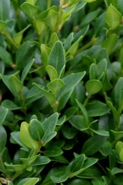 Green Velvet Boxwood - 1 Gallon Pot -Plant Promotion Store Boxwood Green Velvet 1
