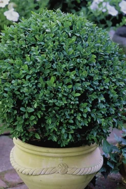 Green Velvet Boxwood - 1 Gallon Pot -Plant Promotion Store Boxwood Green Velvet 3