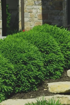 Green Velvet Boxwood - 1 Gallon Pot -Plant Promotion Store Boxwood Green Velvet 7