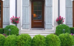 Japanese Boxwood - Buxus Microphylla - 3 Gallon Pot -Plant Promotion Store Boxwood Japanese Entryway