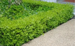 Japanese Boxwood - Buxus Microphylla - 3 Gallon Pot -Plant Promotion Store Boxwood Japanese Hedge 2