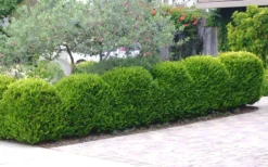 Japanese Boxwood - Buxus Microphylla - 3 Gallon Pot -Plant Promotion Store Boxwood Japanese Hedge 3