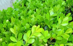 Japanese Boxwood - Buxus Microphylla - 3 Gallon Pot -Plant Promotion Store Boxwood Japanese Leaves Closeup