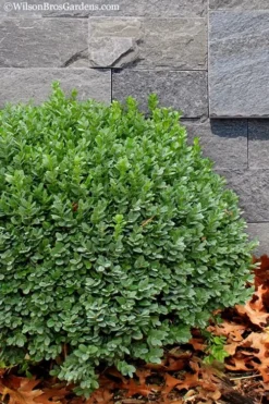 Korean Dwarf Boxwood - Buxus Sinica Var. Insularis 'Nana' - 6 Pack Of 1 Gallon Pots -Plant Promotion Store Boxwood Korean Dwarf Insularis Nana 1