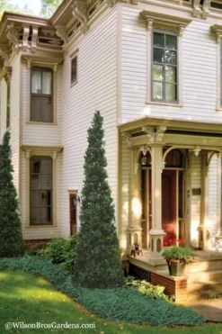 Pyramid Boxwood (Buxus Sempervirens 'Pyramidalis) - 1 Gallon Pot -Plant Promotion Store Boxwood Pyramidalis 11