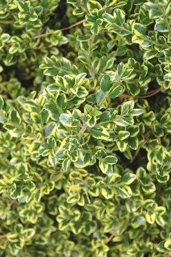 Sunburst Variegated Korean Boxwood - 1 Gallon Pot -Plant Promotion Store Boxwood Sunburst 2