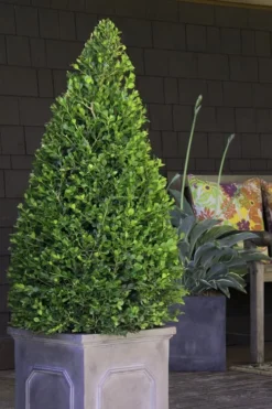 Wintergreen Boxwood - 1 Gallon Pot -Plant Promotion Store Boxwood Wintergreen 11 1