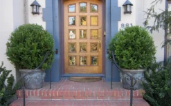 Wintergreen Boxwood - 1 Gallon Pot -Plant Promotion Store Boxwood Wintergreen 12 1