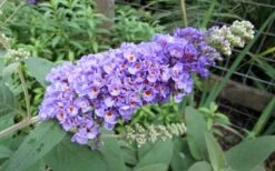 Lo & Behold Blue Chip Dwarf Butterfly Bush - 3 Gallon Pot -Plant Promotion Store Butterfly Bush Blue Chip
