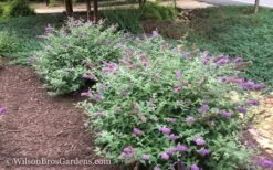 Lo & Behold Blue Chip Dwarf Butterfly Bush - 3 Gallon Pot -Plant Promotion Store Butterfly Bush Blue Chip 50