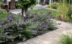 Lo & Behold Blue Chip Dwarf Butterfly Bush - 3 Gallon Pot -Plant Promotion Store Butterfly Bush Blue Chip Massed 2