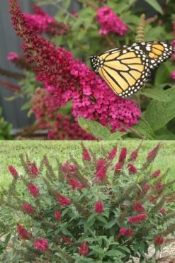 Miss Molly Butterfly Bush - Buddleia - 3 Gallon Pot -Plant Promotion Store Butterfly Bush Miss Molly 1