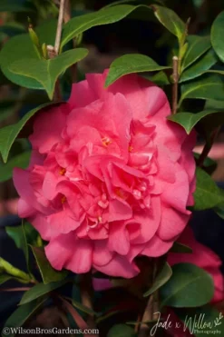 Ack-Scent Fragrant Pink Camellia Japonica - 3 Gallon Pot -Plant Promotion Store Camellia Ack Scent JW 2