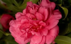 Alabama Beauty Camellia Sasanqua - 2 Gallon Pot -Plant Promotion Store Camellia Alabama Beauty 50 2