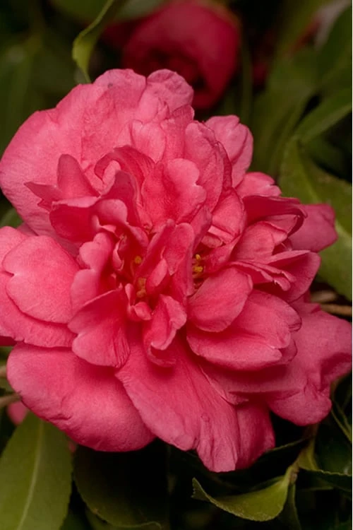 Alabama Beauty Camellia Sasanqua - 3 Gallon Pot 1 Alabama Beauty Camellia Sasanqua - 3 Gallon Pot