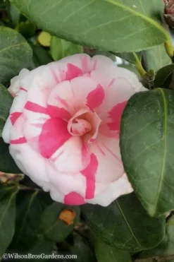 April Dawn Cold Hardy Camellia Japonica - 5 Gallon Pot -Plant Promotion Store Camellia April Dawn 10
