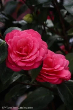 April Dawn Cold Hardy Camellia Japonica - 5 Gallon Pot -Plant Promotion Store Camellia April Dawn 20