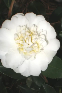 Autumn Rocket Camellia Sasanqua - 7 Gallon Pot (2.5-3')