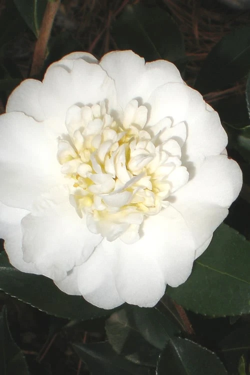 Autumn Rocket Camellia Sasanqua - 7 Gallon Pot (2.5-3') 1 Autumn Rocket Camellia Sasanqua - 7 Gallon Pot (2.5-3')