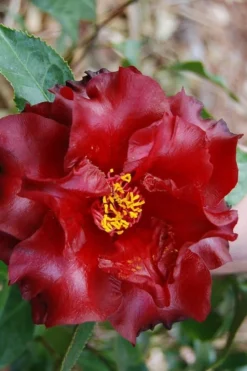 Black Magic Camellia Japonica - 1 Gallon Pot -Plant Promotion Store Camellia Black Magic 2 2