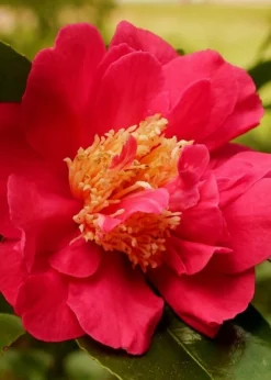 Blood Of China Fragrant Red Camellia Japonica - 1 Gallon Pot -Plant Promotion Store Camellia Blood Of China 3 1