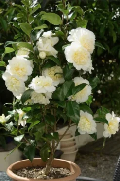 Brushfield Yellow Camellia Japonica - 3 Gallon Pot -Plant Promotion Store Camellia Brushfield Yellow 500x750 1