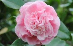 Debutante Pink Camellia Japonica - 1 Gallon Pot -Plant Promotion Store Camellia Debutante Closeup Flower 3