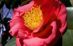 Greensboro Red Camellia Japonica - 7 Gallon Pot -Plant Promotion Store Camellia Greensboro Red 1