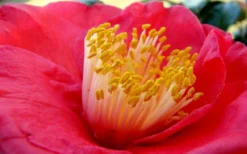 Gunsmoke Camellia Japonica - 3 Gallon Pot -Plant Promotion Store Camellia Gunsmoke Closeup Flower 3