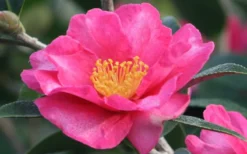 Kanjiro Camellia Sasanqua - 3 Gallon Pot -Plant Promotion Store Camellia Kanjiro Closeup Flower 1
