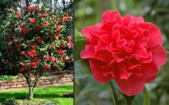 Kramers Supreme Red Double Camellia Japonica - 2 Gallon Pot -Plant Promotion Store Camellia Kramers Supreme 2