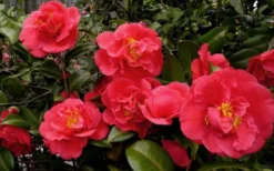 Kramers Supreme Red Double Camellia Japonica - 2 Gallon Pot -Plant Promotion Store Camellia Kramers Supreme 52