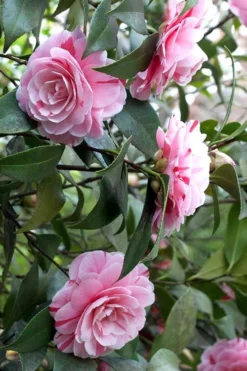 LA Peppermint Camellia Japonica - 3 Gallon Pot 11 LA Peppermint Camellia Japonica - 3 Gallon Pot -Plant Promotion Store Camellia La Peppermint 1