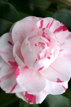 LA Peppermint Camellia Japonica - 3 Gallon Pot 9 LA Peppermint Camellia Japonica - 3 Gallon Pot -Plant Promotion Store Camellia La Peppermint 2