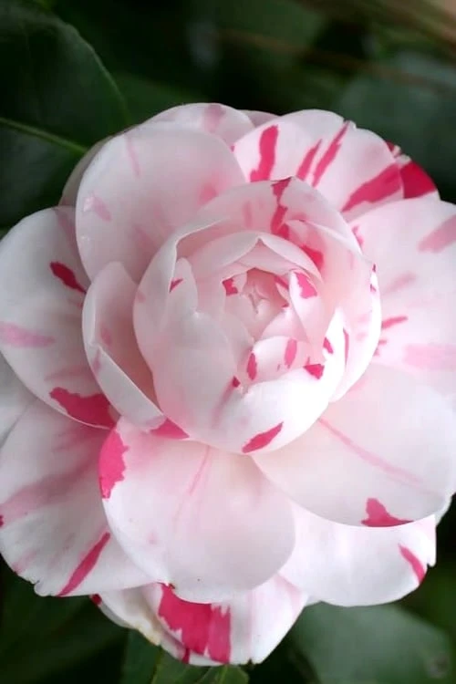 LA Peppermint Camellia Japonica - 3 Gallon Pot 4 LA Peppermint Camellia Japonica - 3 Gallon Pot - Image 4