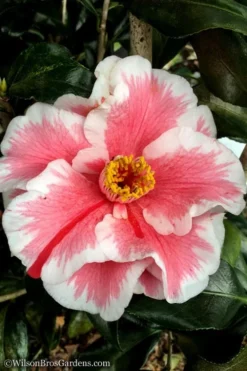 Lady Vansittart Multicolor Camellia Japonica - 1 Gallon Pot -Plant Promotion Store Camellia Lady Vansittart 12