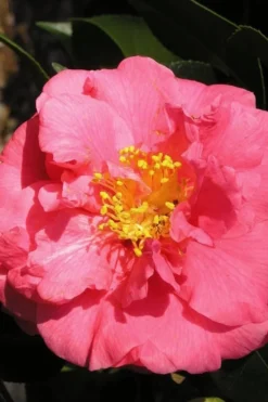 Maidens Of Great Promise Camellia - Japonica - 3 Gallon Pot -Plant Promotion Store Camellia Maidens Of Great Promise 10
