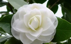 Morning Glow Camellia Japonica - 2 Gallon Pot -Plant Promotion Store Camellia Morning Glow 800x500 1