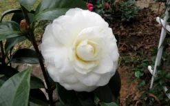 Morning Glow Camellia Japonica - 2 Gallon Pot -Plant Promotion Store Camellia Morning Glow 9