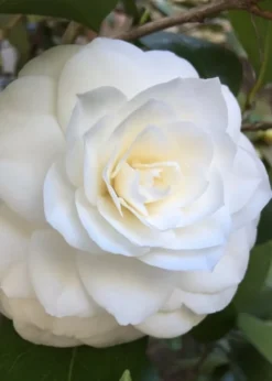 Nuccio's Gem Camellia Japonica - 3 Gallon Pot -Plant Promotion Store Camellia Nuccios Gem 1