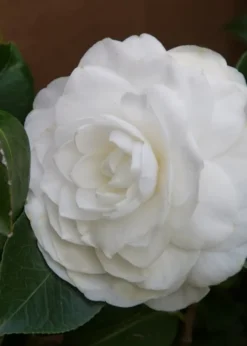 Nuccio's Gem Camellia Japonica - 3 Gallon Pot -Plant Promotion Store Camellia Nuccios Gem 3