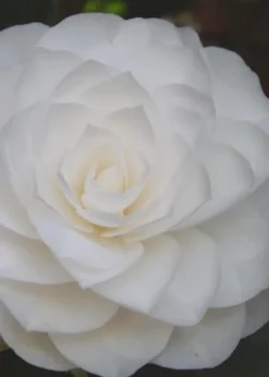 Nuccio's Gem Camellia Japonica - 3 Gallon Pot -Plant Promotion Store Camellia Nuccios Gem 6